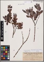 Salix bicolor Ehrh. ex Willd.